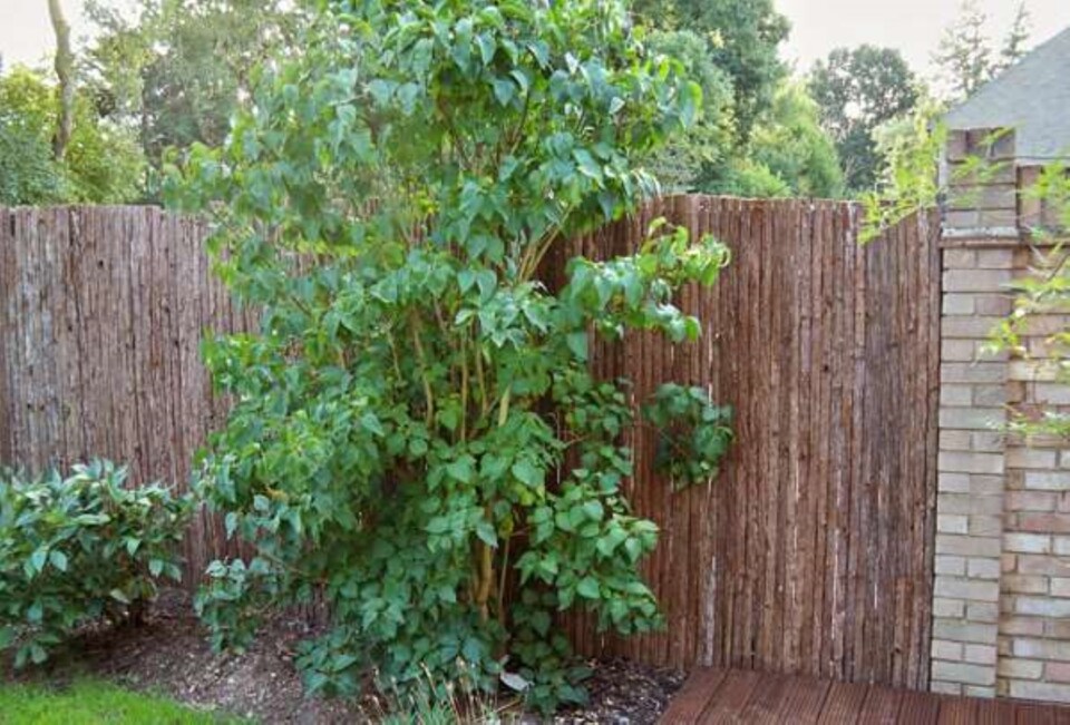 image 1 of Primrose Natural Bark Screening Garden Fence Privacy Roll Sun Protection 4m x 1.8m | Brown