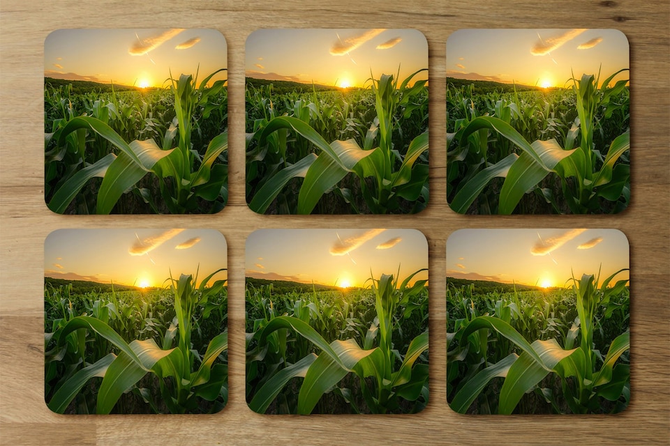 image 1 of Young green corn growing on the field at sunset (Coaster) (Coaster)