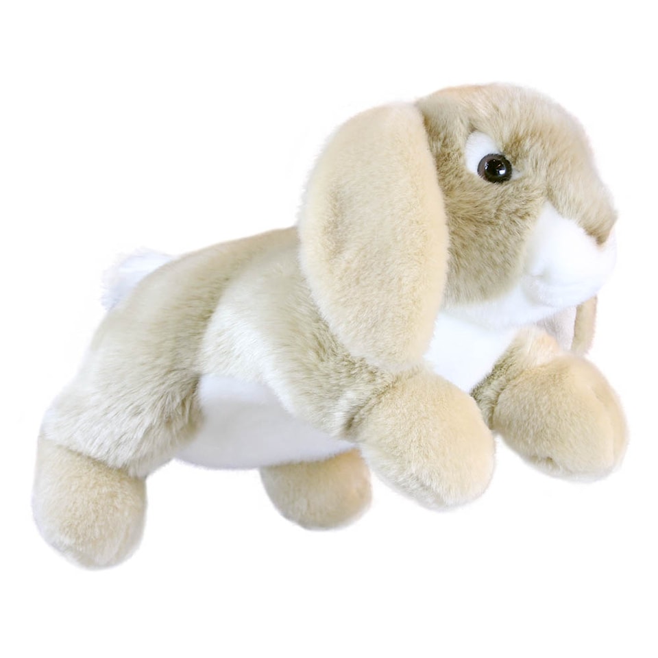 image 1 of Rabbit - Lop-Eared - Full-Bodied