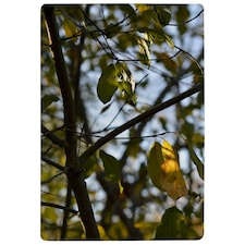 Tree leaves in the sunshine nature photography, leaves and branches (Rug) Green | XL