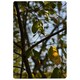 image 1 of Tree leaves in the sunshine nature photography, leaves and branches (Rug) Green | XL