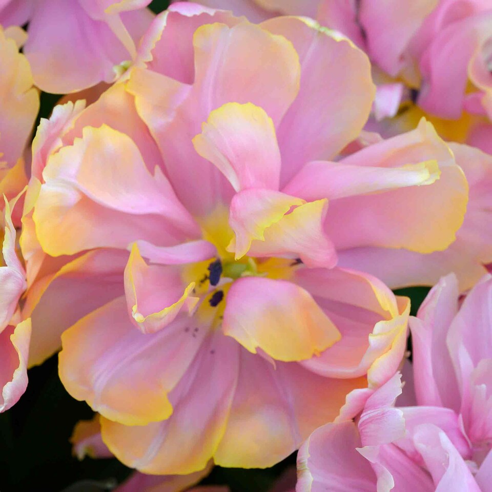 image 1 of Marshalls Garden Tulip Bulbs 'Pink Star' 10 bulbs