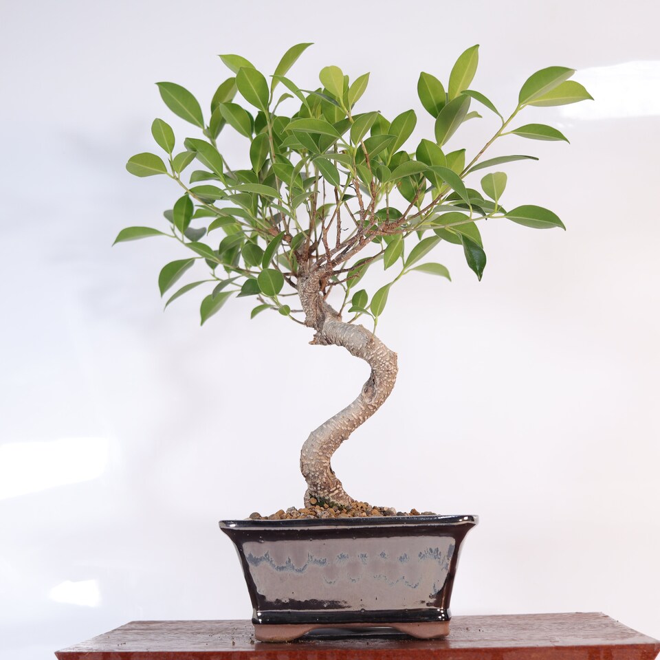 image 1 of Yorkshire Bonsai Ficus Microcarpa (Banyan Fig) Indoor Bonsai Tree Shaped In 16cm Pot