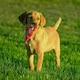 image 5 of COYA Adult - 6x40g - Dog Treats - Pork