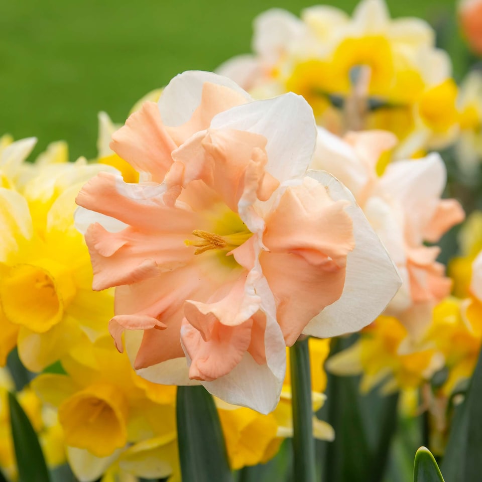 image 1 of Marshalls Garden Daffodil Bulbs Apricot Whirl - 10 Bulbs
