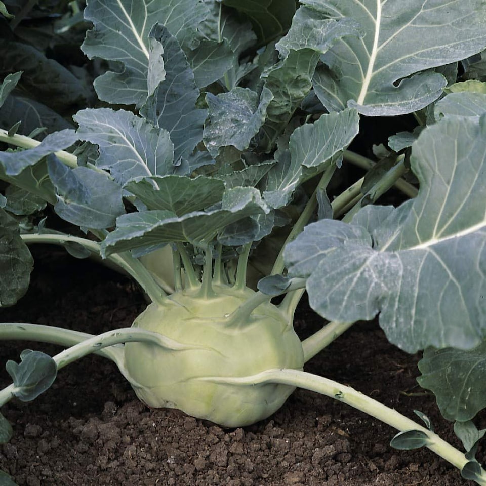 Kohl rabi Kossak 1 Seed Packet - Tesco Groceries