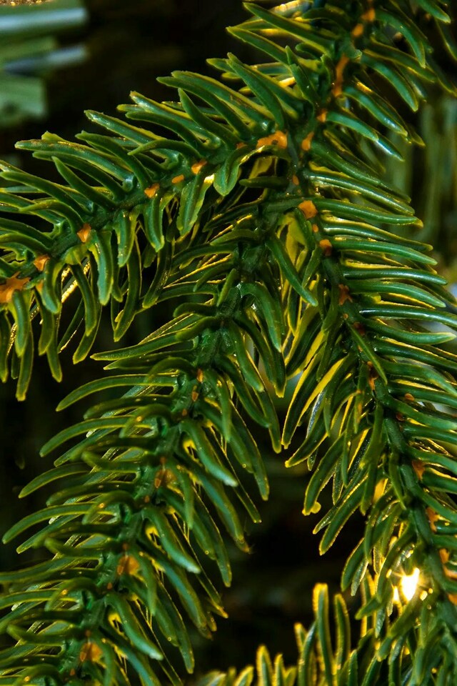 image 1 of Christmas Tree World 14ft Woodland Pine Tree