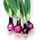 image 2 of Lilia Red Onion Seeds - Dual Purpose Italian Variety, Salad or Storage, Strong Flavor, Thompson & Morgan