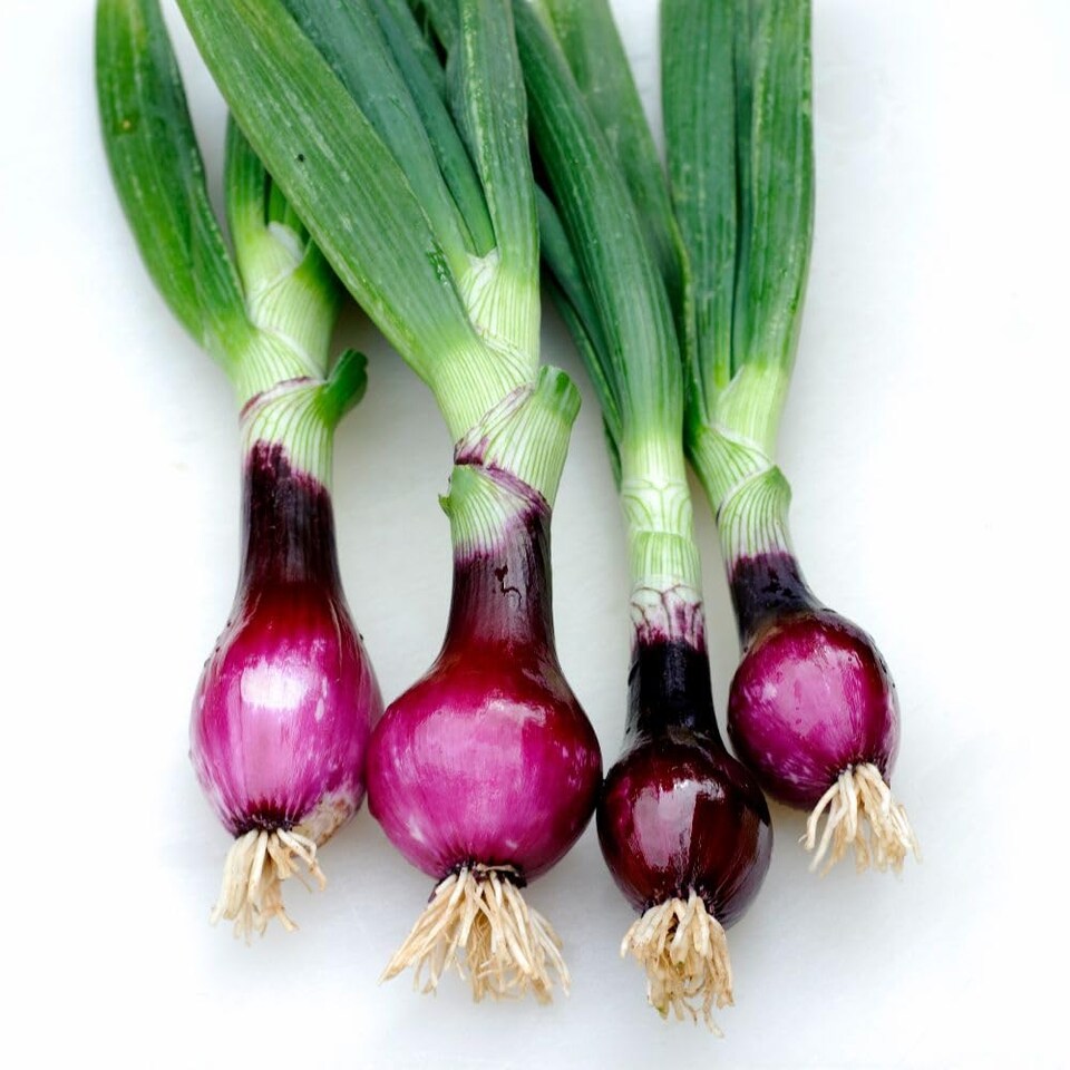 image 1 of Lilia Red Onion Seeds - Dual Purpose Italian Variety, Salad or Storage, Strong Flavor, Thompson & Morgan