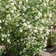 image 9 of Viburnum opulus Roseum Snowball  White Flowering Shrub, RHS AGM 9cm