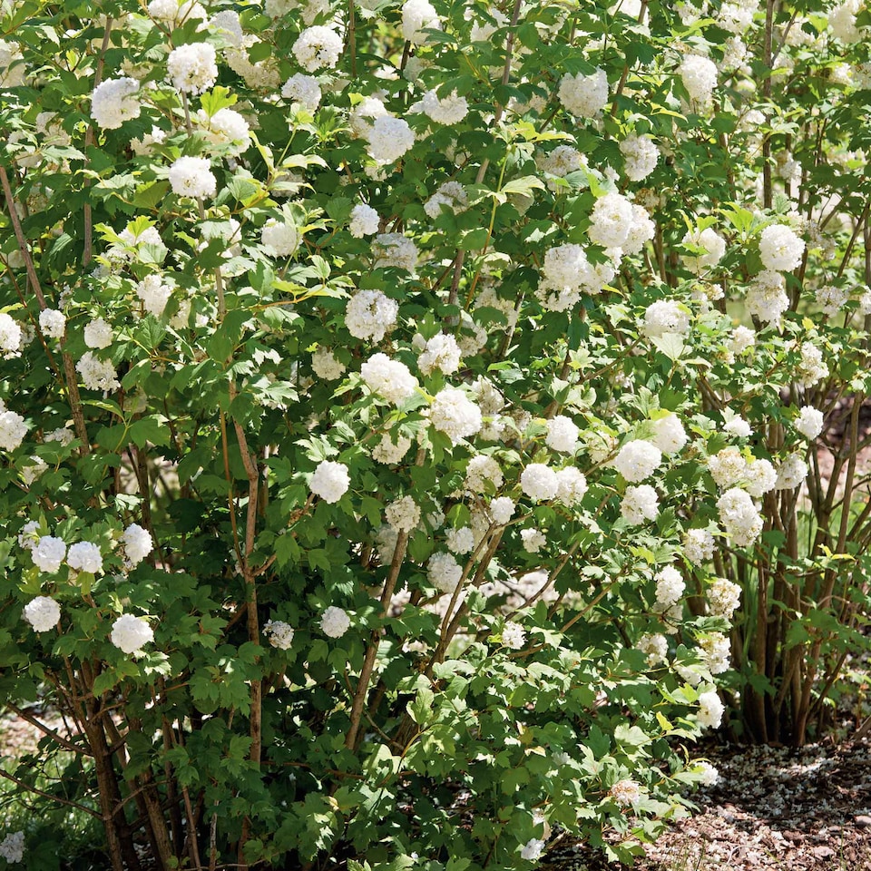 image 1 of Viburnum opulus Roseum Snowball  White Flowering Shrub, RHS AGM 9cm