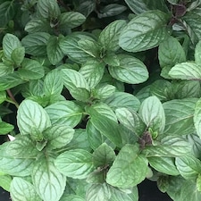 Set of 3 Chocolate Mint Herb Plant Mentha x Piperita Citrata 9cm Pot | Green | Green | 9cm Pot | 3