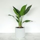 image 1 of Glossy White Ceramic Indoor Plant Pot H15 x W15.5cm White