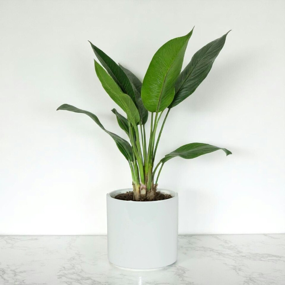 image 1 of Glossy White Ceramic Indoor Plant Pot H15 x W15.5cm White