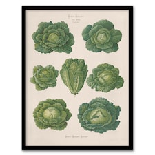 Ernst Benary Savoy Cabbages Vintage Botanical Framed Wall Art Picture Print A4