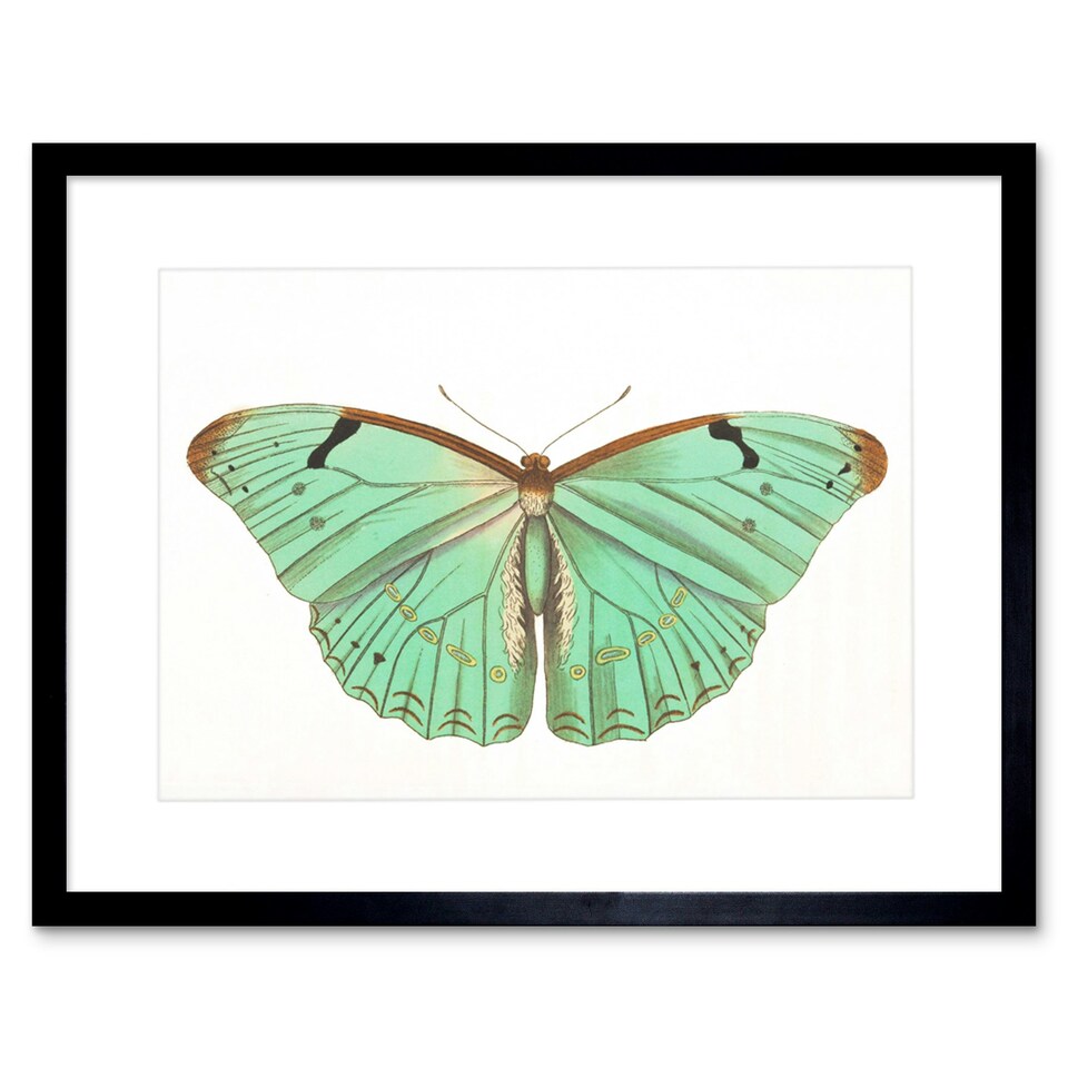 image 1 of Turquoise Butterfly Retro Vintage 9x7" Black Framed Wall Art Print