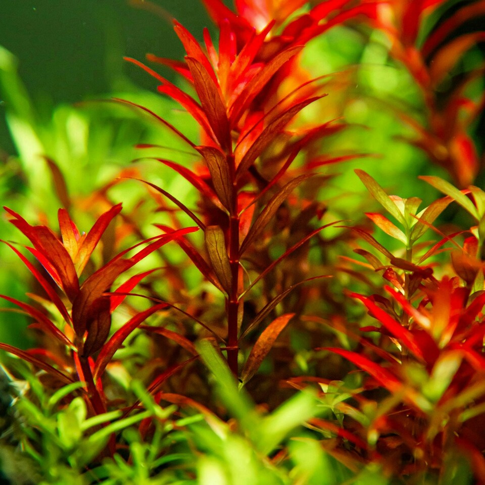 image 1 of Tropica Rotala rotundifolia 'Blood Red' (Medium, Red) 1-2-Grow! N/A
