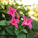 image 2 of Carbeth Plants 2 x Clematis Princess Diana in 9cm Pot - Summer Flowering Garden Ready Shrub