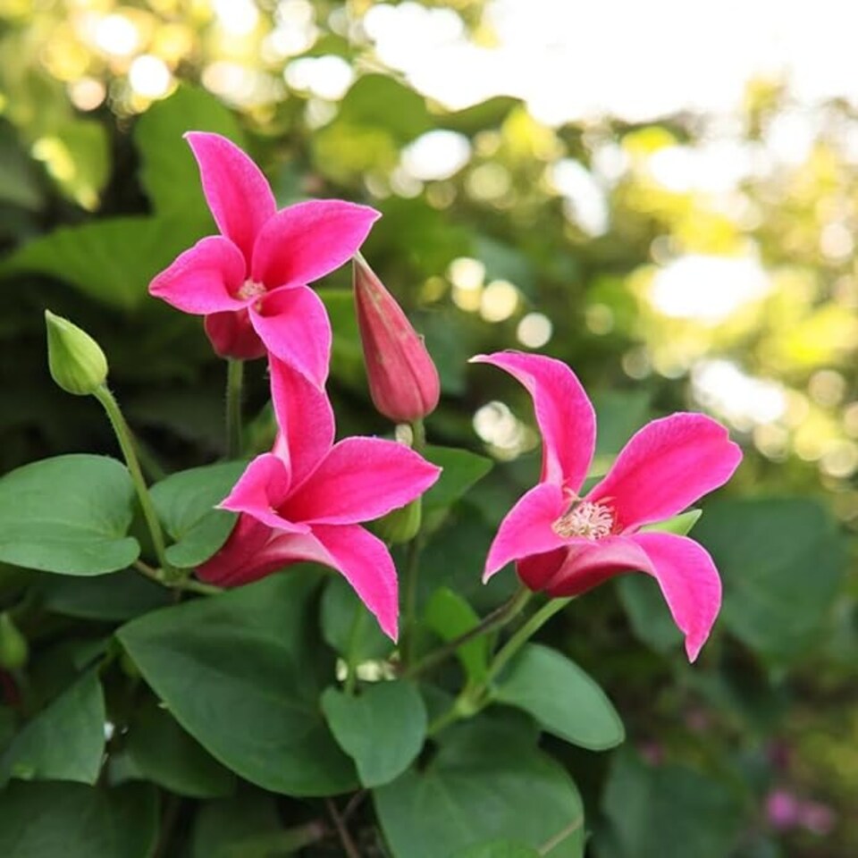 image 1 of Carbeth Plants 2 x Clematis Princess Diana in 9cm Pot - Summer Flowering Garden Ready Shrub