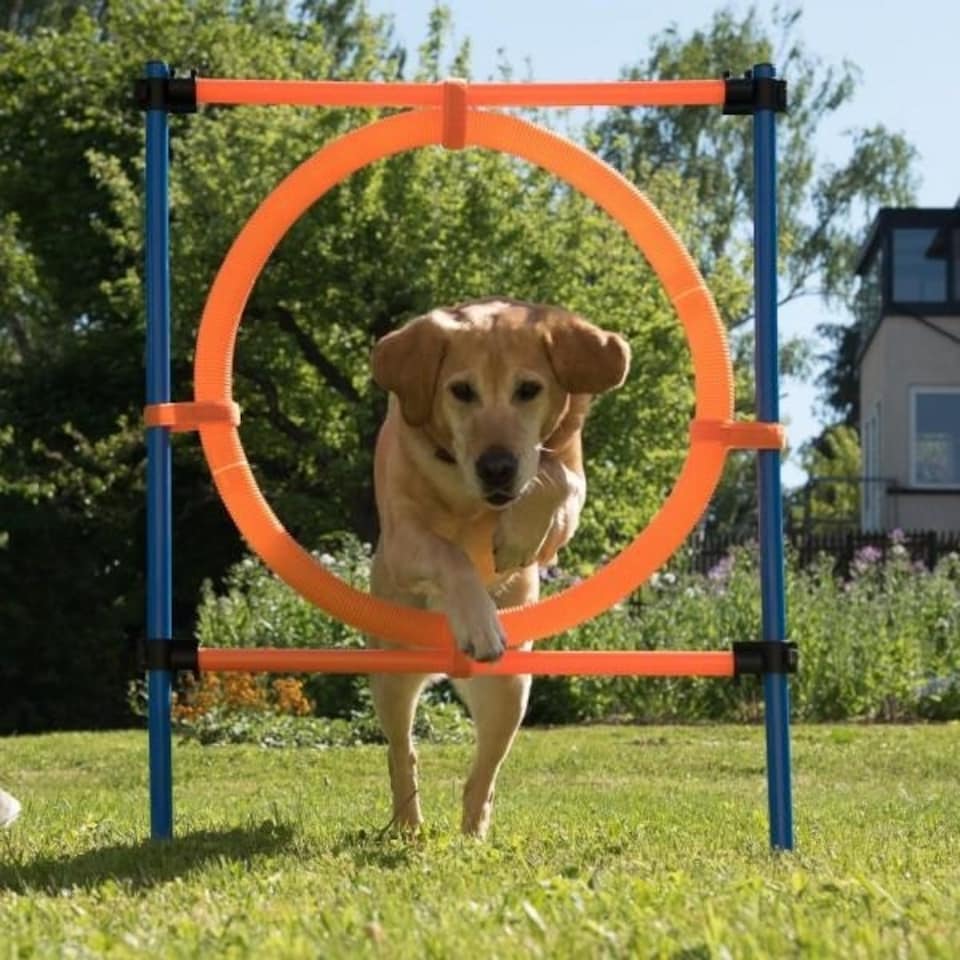 image 1 of K9 Pursuits Pet Dog Agility Training Jumping Ring Hoop Hurdle Outdoor Fun