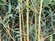 image 3 of Extra Large Bamboo Aureocaulis Gold 6ft Tall in a 10/12 Litre Pot By Direct Plants