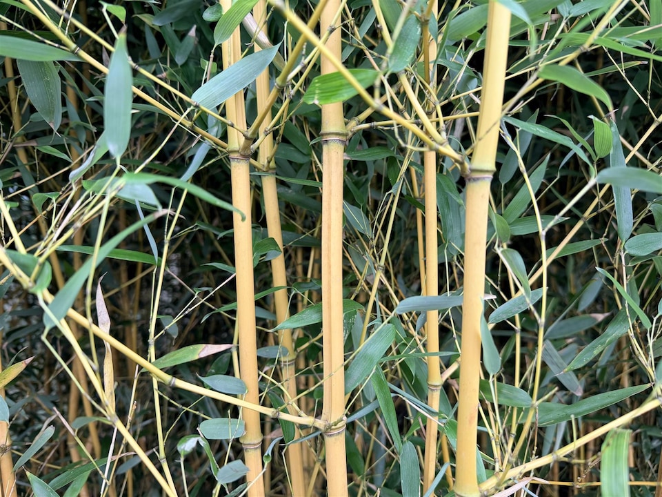 image 1 of Extra Large Bamboo Aureocaulis Gold 6ft Tall in a 10/12 Litre Pot By Direct Plants