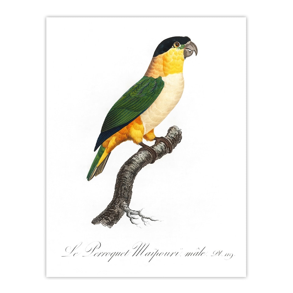 image 1 of The Black Headed Parrot Francois Levaillant Huge Wall Art Poster Print 24X32"
