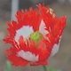 image 2 of Poppy Danish Flag Heritage Opium Poppy Seeds - Scarlet with White Cross - 400 Seeds