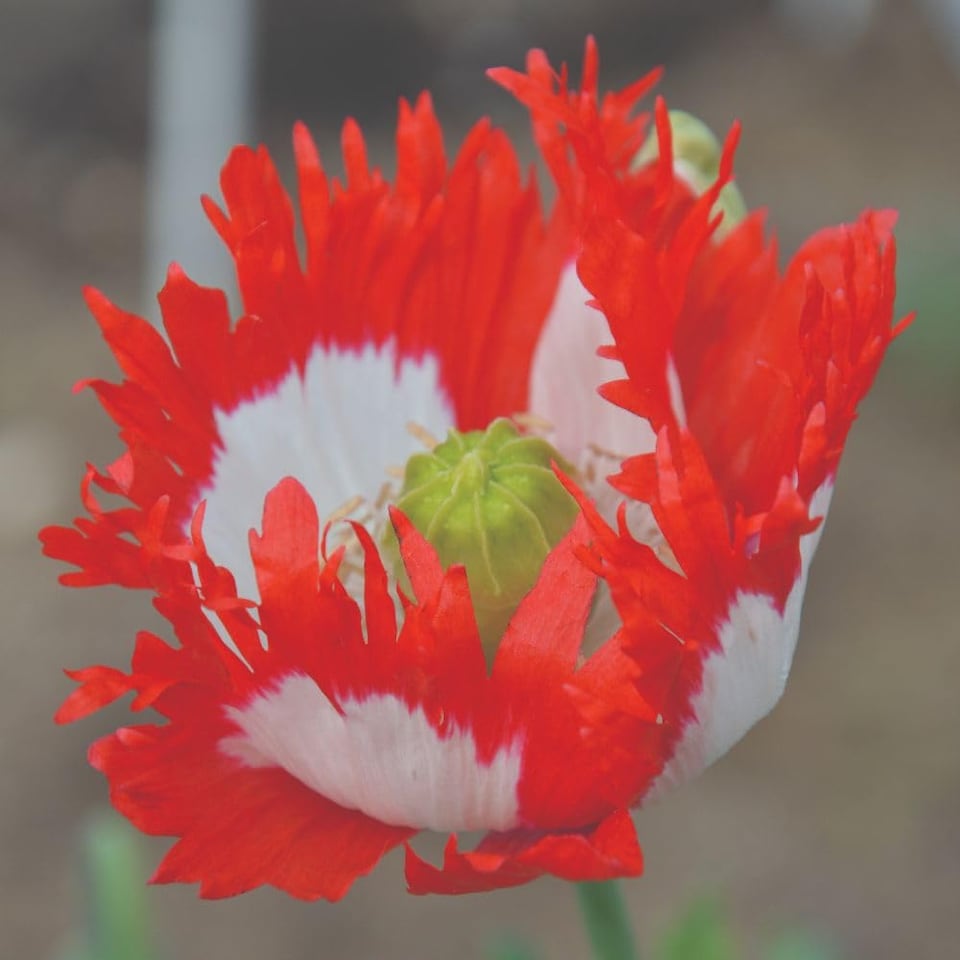 image 1 of Poppy Danish Flag Heritage Opium Poppy Seeds - Scarlet with White Cross - 400 Seeds