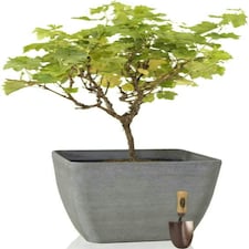 Primrose Stone and Resin Composite Planter Volcanic Grey Frost Resistant 43cm