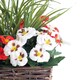 image 2 of Best Artificial Pre-Made 44cm Red & White Pansy Flowers in Rattan Wicker Planter Pot - Suitable For Outside Use | Red | Red and White | 1