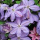 image 3 of Carbeth Plants 3 x Clematis Mrs Cholmondeley Climbing Plant in 9cm Pot - Summer Flowering Garden Ready Shrub For Walls, Fences or Trellis