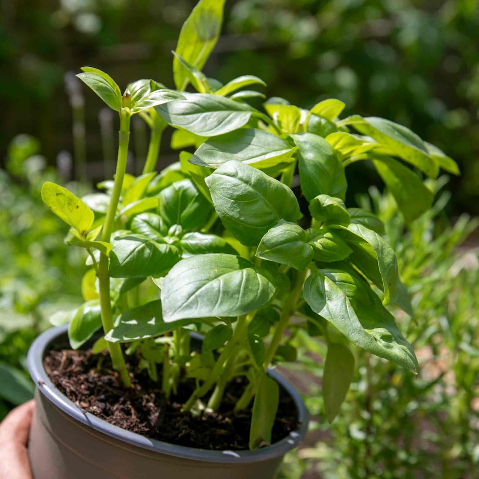 image 1 of Basil Sweet Italian 1 litre