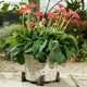 image 3 of Springer Spaniel Plant Pot Feet - Set of 3 Brown