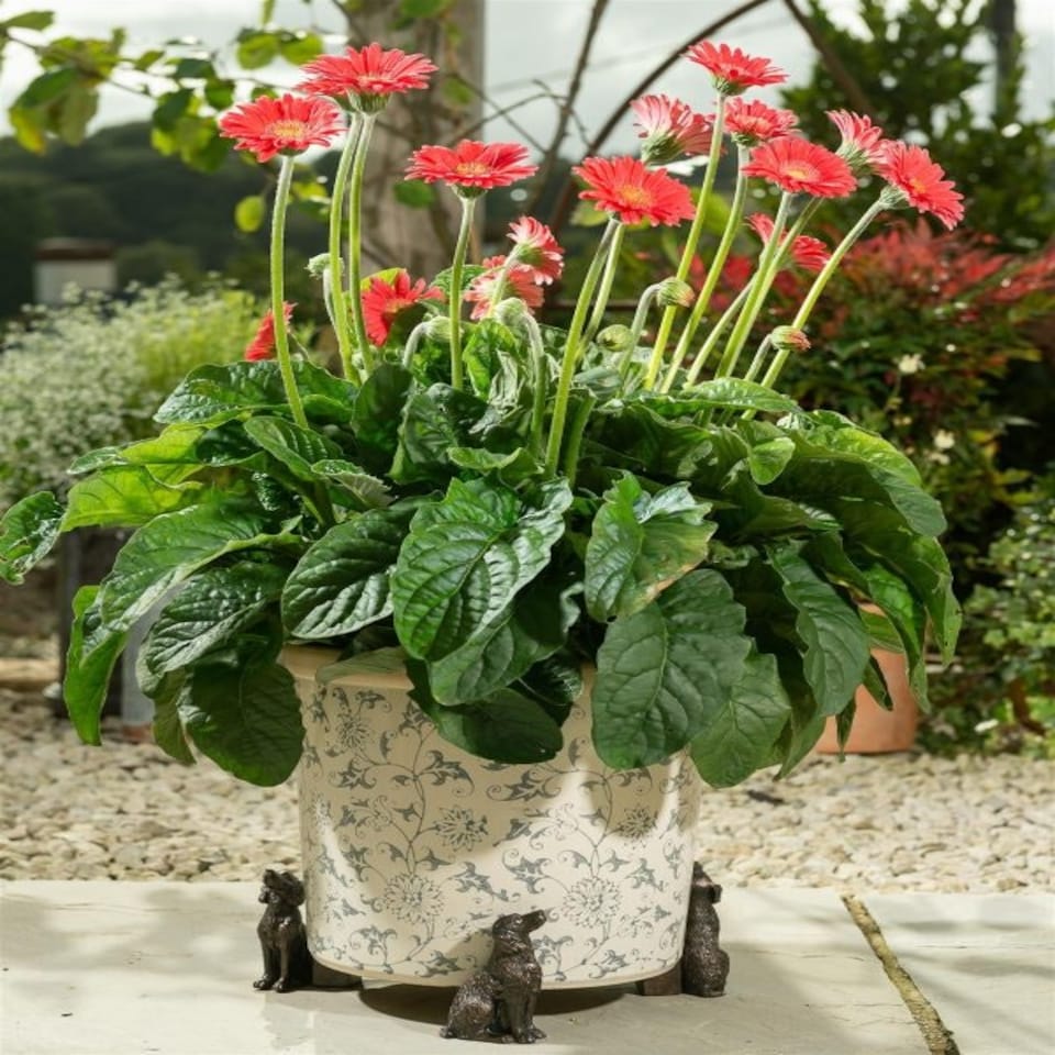image 1 of Springer Spaniel Plant Pot Feet - Set of 3 Brown