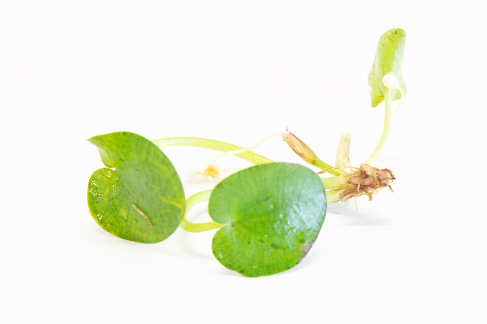 image 1 of Amazon Frogbit (Limnobium laevigatum) - Live Aquarium Plant for Floating Surface Cover, No CO2 Needed - Fish Tank Plant
