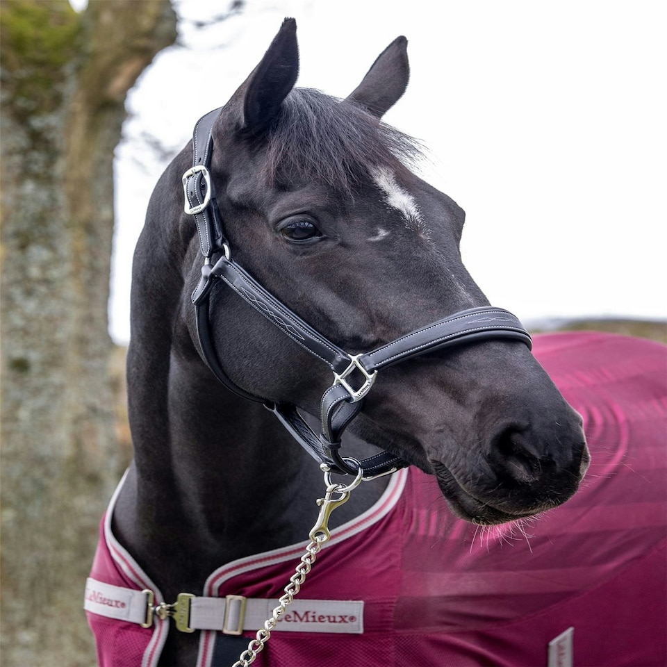 image 1 of LeMieux Stitched Leather Headcollar Brown | Full