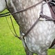 image 1 of Shires Salisbury Five Point Breastplate Brown | Size: X-Full
Colour: H.Brown