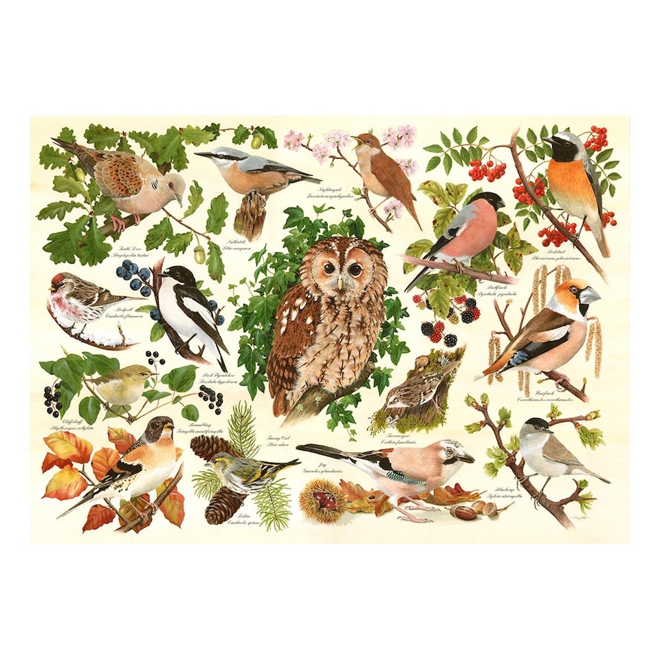 image 1 of Woodland Birds BIG 500 Piece Jigsaw Puzzle