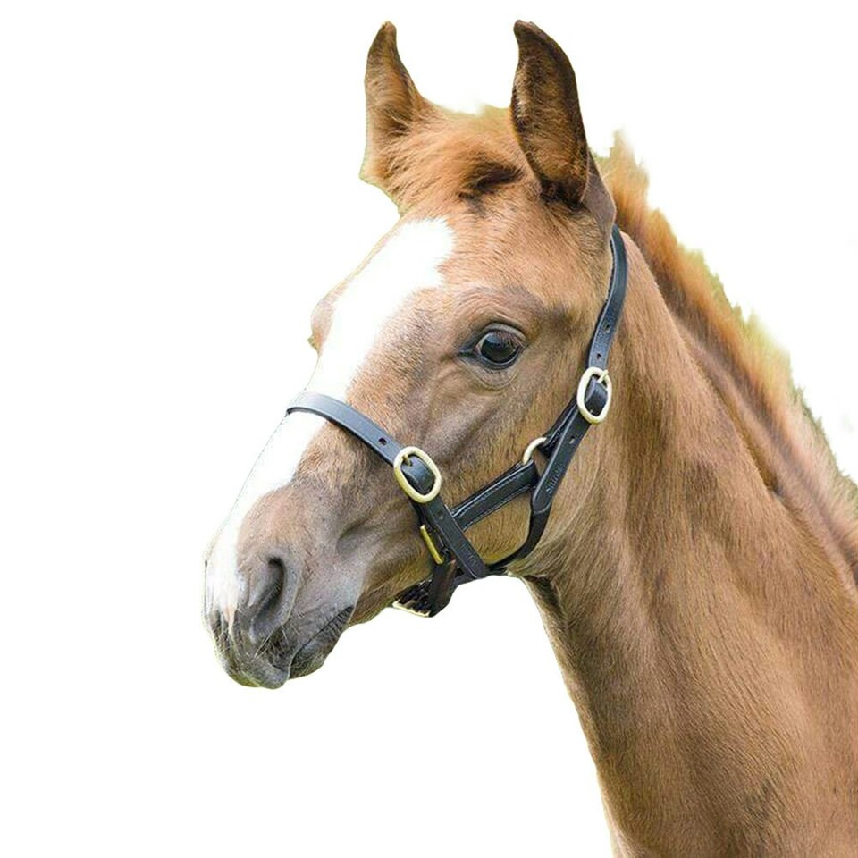 Blenheim Leather Adjustable Horse Headcollar - Black - Yearling (UTER384)