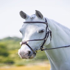 Shires Velociti RAPIDA Grackle Bridle Black | Size: Pony
Colour: Black