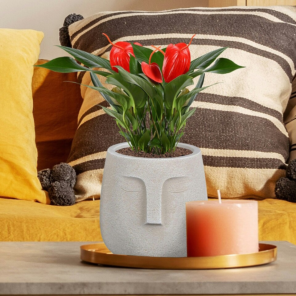image 1 of Textured Concrete Effect Beige Oval Face Planter Indoor L19 D18 H18.5 cm, 3.3 ltrs Cap.