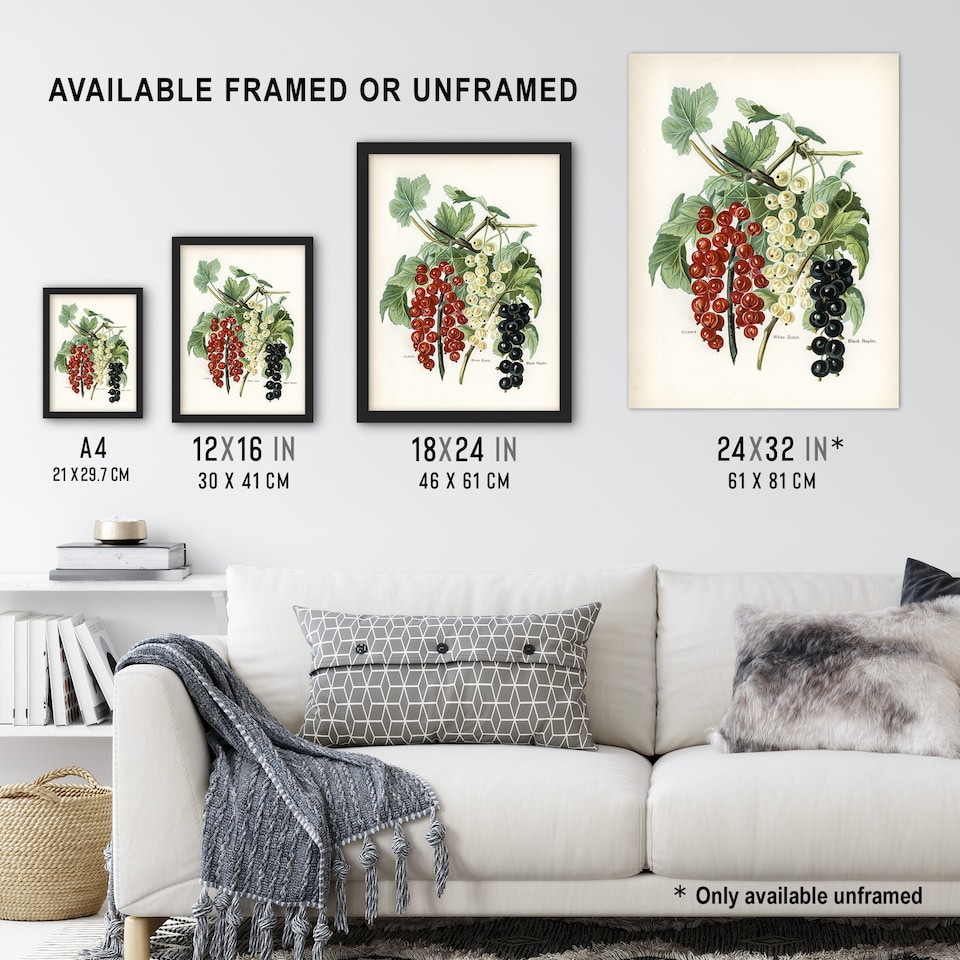image 1 of Black Naples Victoria White Dutch Currants Wright Huge Wall Art Print 18X24 In