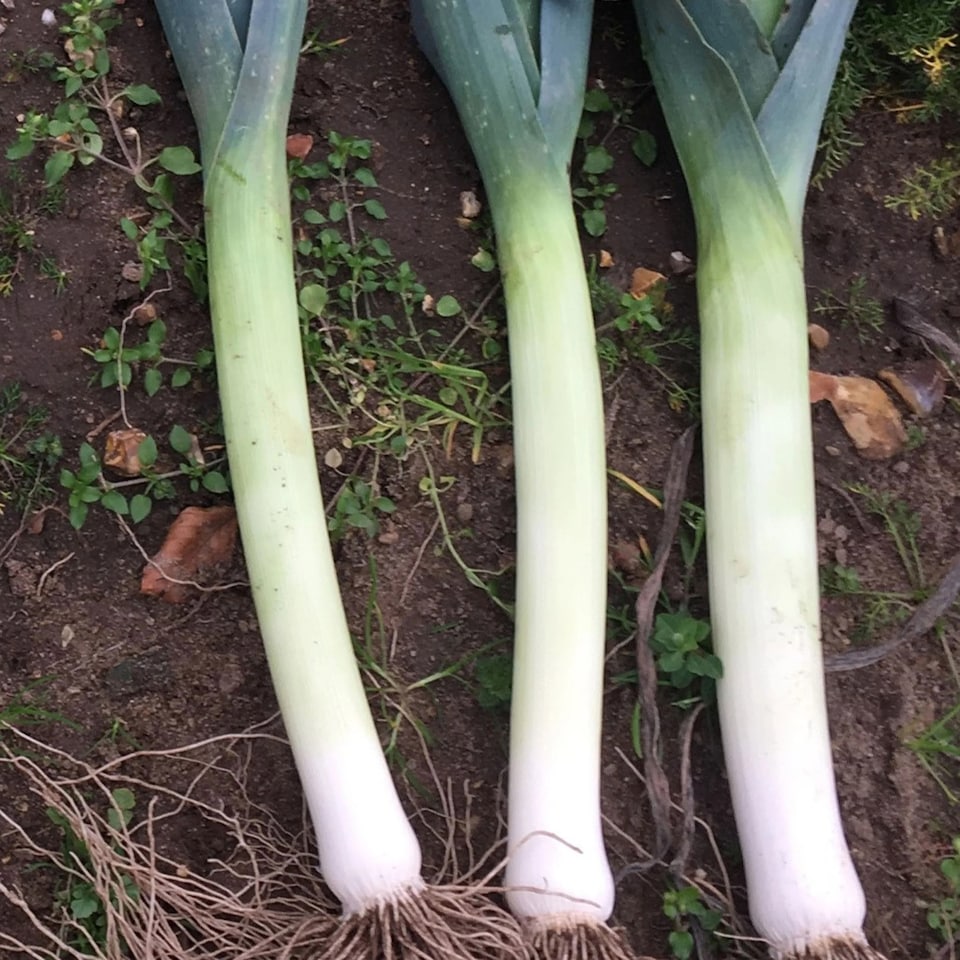 image 1 of Leek Norwich F1 | Multi | White