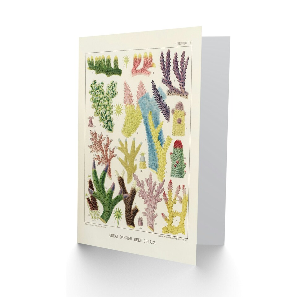 image 1 of William Saville Kent Art Card Great Barrier Reef Corals