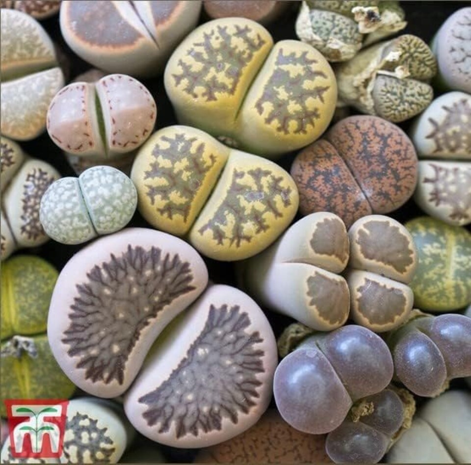 image 1 of Living stone plant 1 Seed Packet (6 Seeds)