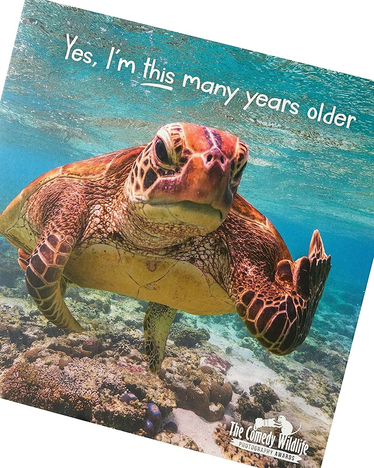 image 1 of The Comedy Wildlife Angry Turtle Blank Inside Birthday Card