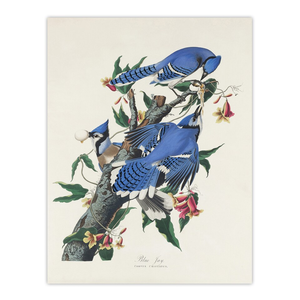 image 1 of Blue Jay and Trumpet Flowers Audubon Nature Huge Wall Art Poster Print 24X32"