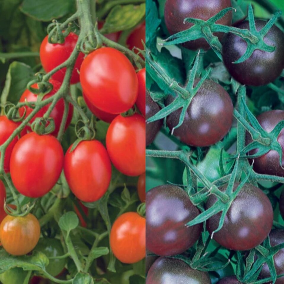 image 1 of Tomato Modern Classic Collection Pack | Multi | 4 x Packets | 4