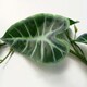 image 3 of Artificial Hanging Trailing Plant Amazonica Plant